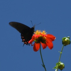 Mimoides thymbraeus aconophos