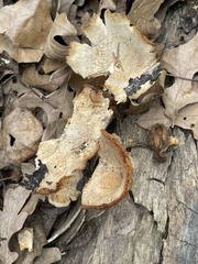 Omphalotus subilludens