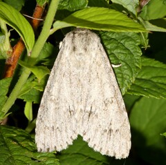 Acronicta americana
