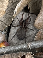 Varacosa