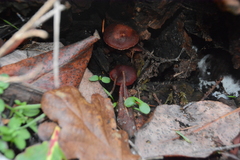 Tubaria punicea