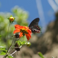 Mimoides thymbraeus aconophos