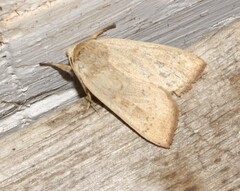 Leucania pseudargyria