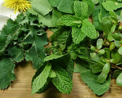 Mentha spicata