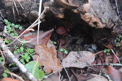 Tubaria punicea