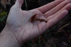 Tubaria punicea