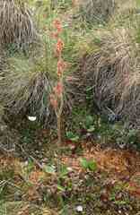 Micranthes hieraciifolia