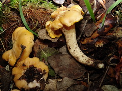 Cantharellus pallens