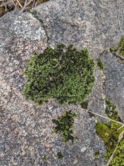 Grimmia laevigata