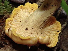 Cantharellus pallens