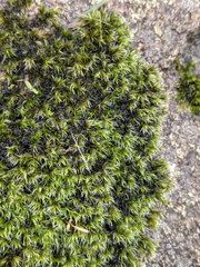 Grimmia laevigata