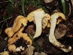 Cantharellus pallens