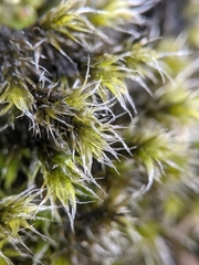 Grimmia laevigata