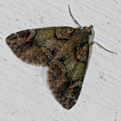 Microdes diplodonta