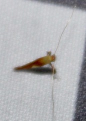 Caloptilia packardella