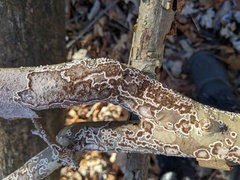 Peniophora albobadia