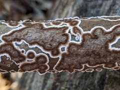 Peniophora albobadia