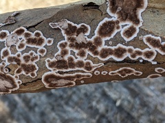 Peniophora albobadia