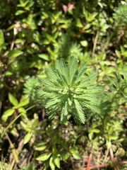 Myriophyllum aquaticum