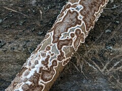 Peniophora albobadia