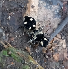 Hoplomutilla