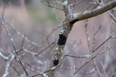 Septobasidium pedicellatum