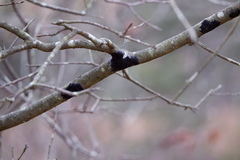 Septobasidium pedicellatum