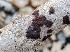 Hypomontagnella submonticulosa