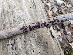 Hypomontagnella submonticulosa