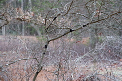 Septobasidium pedicellatum