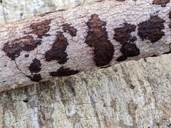 Hypomontagnella submonticulosa