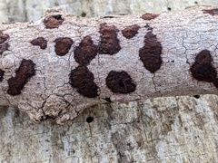 Hypomontagnella submonticulosa