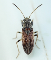 Pseudopachybrachius basalis