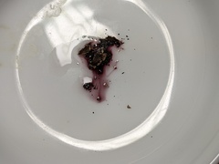 Hypomontagnella submonticulosa