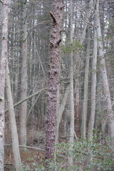 Pinus serotina