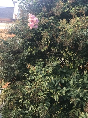 Lagerstroemia