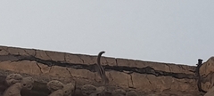 Funambulus palmarum