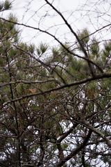Pinus serotina