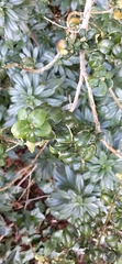 Buxus
