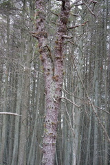 Pinus serotina