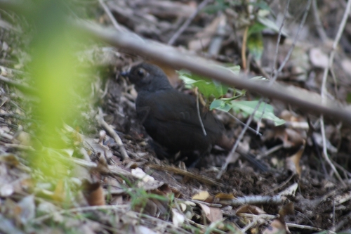 Chestnut-throated Huet-huet (Pteroptochos castaneus), photo 3