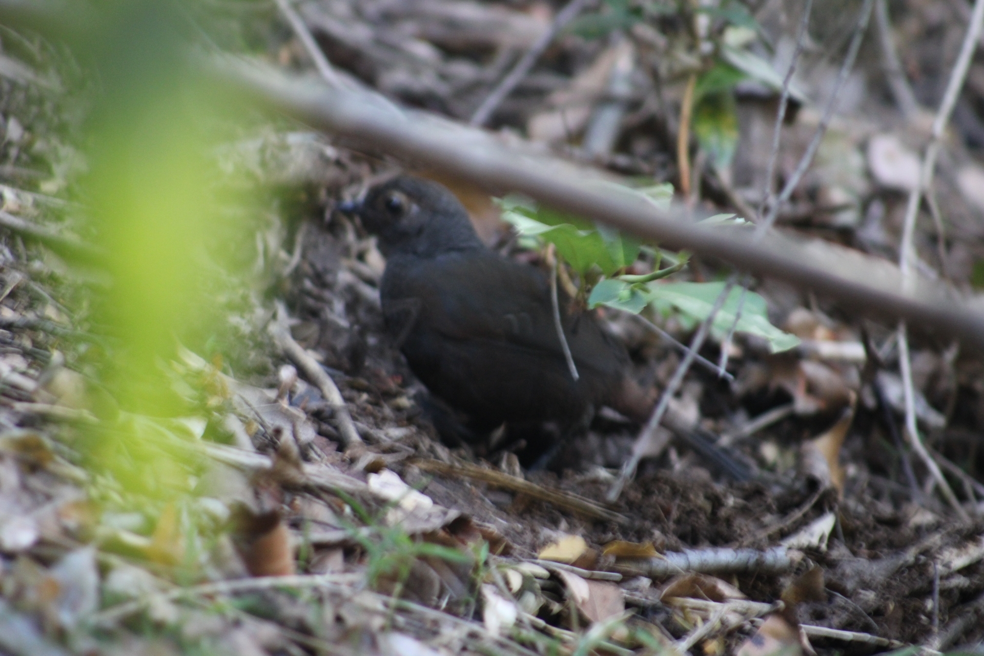 Chestnut-throated Huet-huet (Pteroptochos castaneus), photo 6