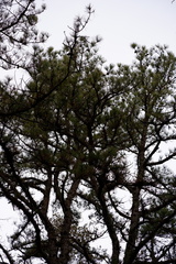 Pinus serotina