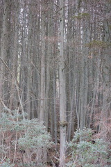 Chamaecyparis thyoides