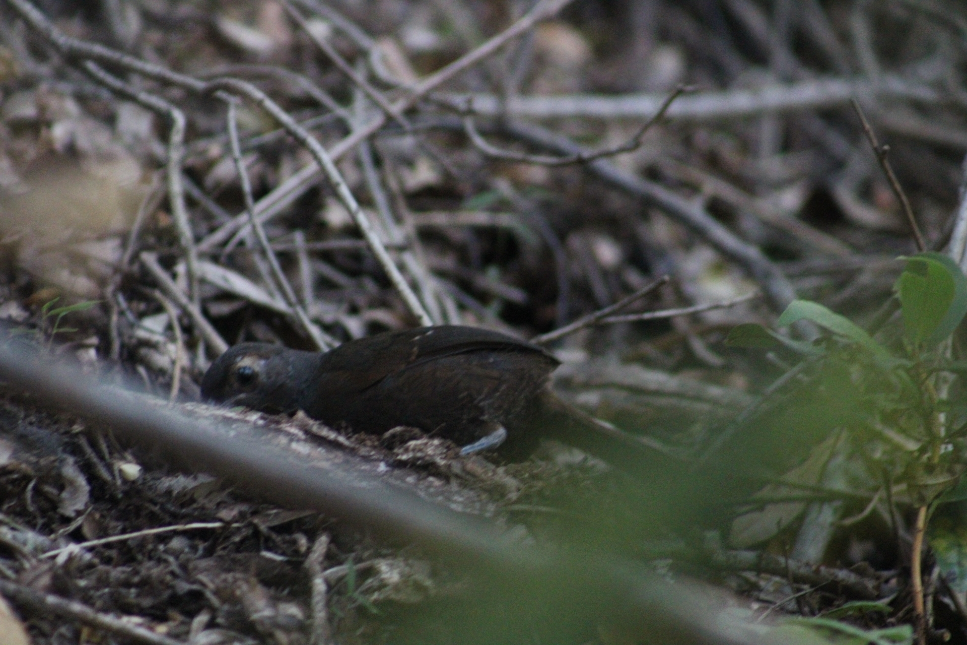 Chestnut-throated Huet-huet (Pteroptochos castaneus), photo 7