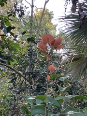 Coccoloba diversifolia