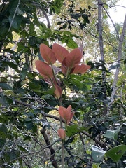 Coccoloba diversifolia