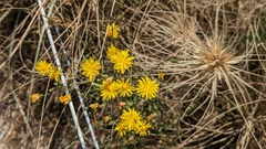 Crepis vesicaria