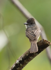 Myiarchus ferox