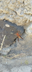 Polistes mexicanus